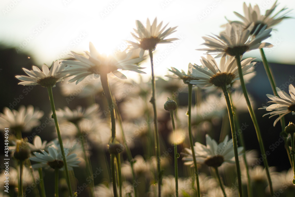 Fototapeta Kwiat stokrotki na polu