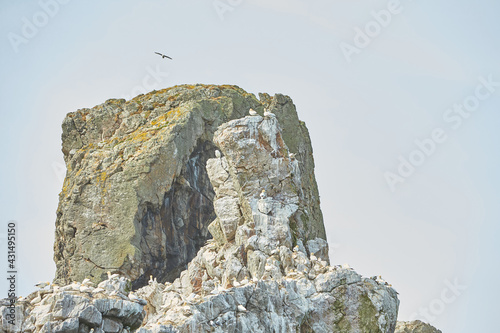 Colony of northern garnet on the rock of island in Ireland. Wild bird in the wild. photo