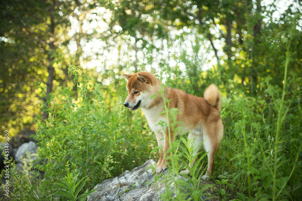 Red-haired Shiba Inu dog stands in the summer tall grass. A beautiful bright light falls on the dog.