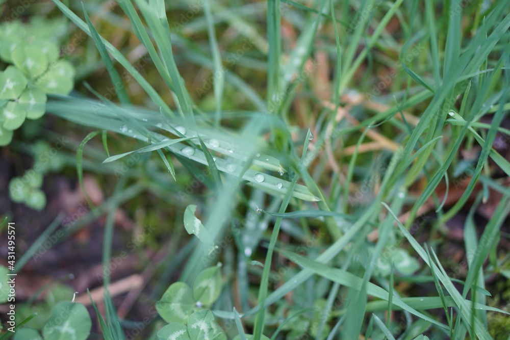 Dew on grass. Dragonfly on grass. Dragonfly on a blade. Dew on grass. Dragonfly on grass. Dragonfly on a blade.