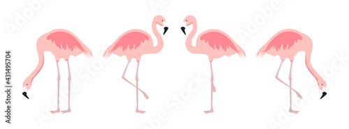 Cartoon pink flamingo vector set. Cute flamingos collection. Flamingo animal exotic, nature wild fauna illustration