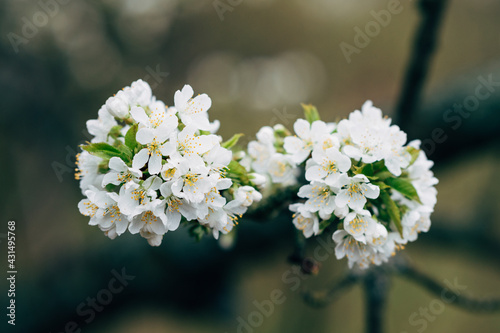 Fototapeta Naklejka Na Ścianę i Meble -  blossom cherry orchard tree