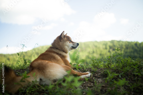A beautiful red-haired Shiba Inu dog is resting on the grass. The dog lies lazily against the background of the sky and green grass.