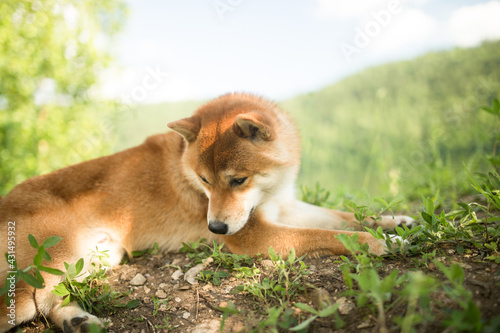 A beautiful red-haired Shiba Inu dog is resting on the grass. The dog lies lazily against the background of the sky and green grass.