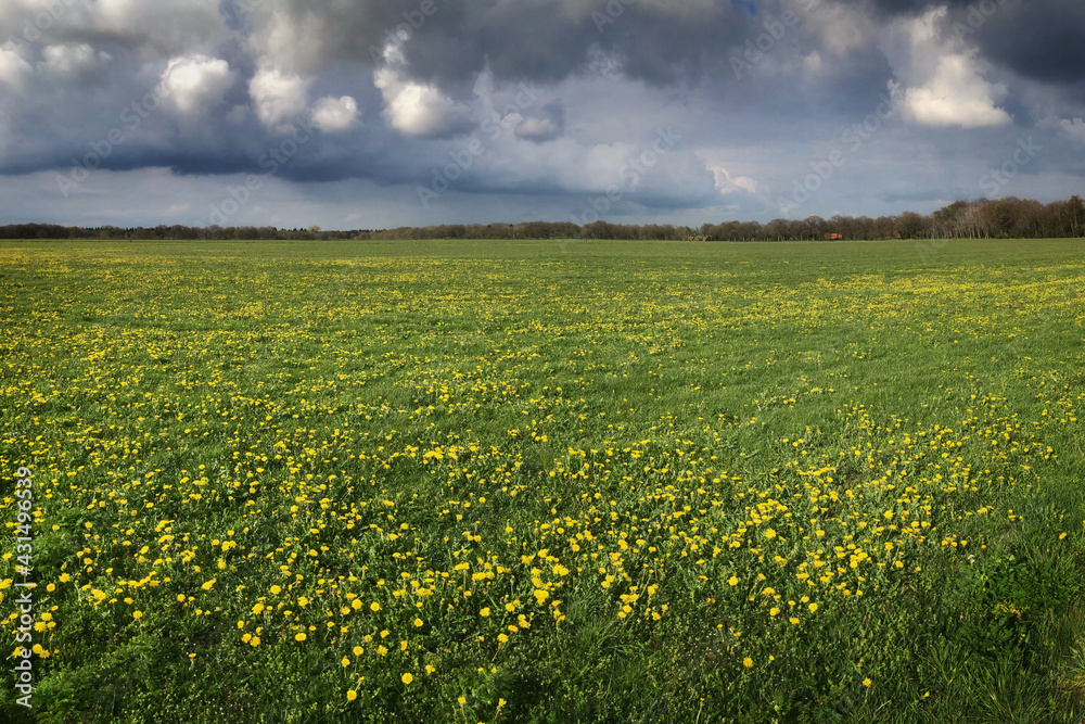 Meadow with blossoming dandelions. Spring. The Uffelter es Drenthe Netherlands.