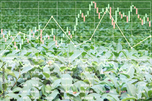Stock market index information data on agriculture  vegetable for food in the organic farm industry business for presentation and report background.