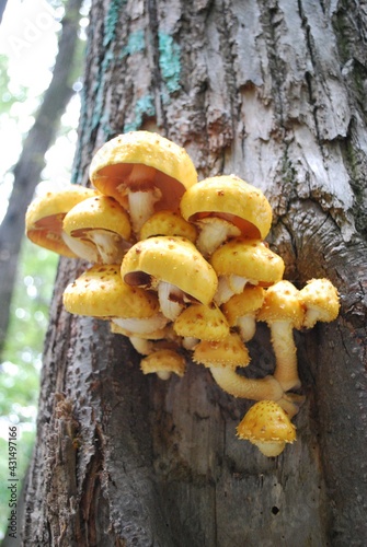 yellow mushrooms grow on a tree tree photomacro photography photo