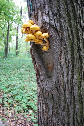 yellow mushrooms grow on a tree tree photomacro photography