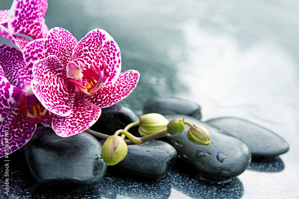 Spa concept with zen stones and pink orchid. - obrazy, fototapety, plakaty 