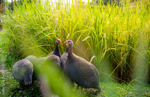 Selective focus flock guineafowls in a rice field at sunset or sunrise.