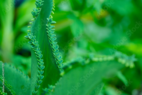 Chandelier plant, Kalanchoe, leaf with tiny plantlets.