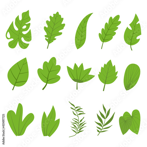 Set leaves plant green color for nature and on white background  Hand drawn vector.