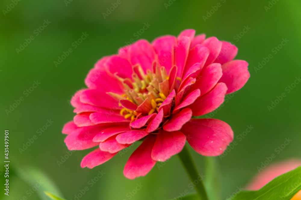 Obraz premium Russia. August 20, 2019. Zinnia flower in Lomonosov Park