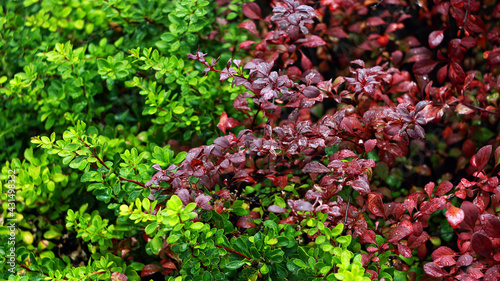 Red and green leaves intersect