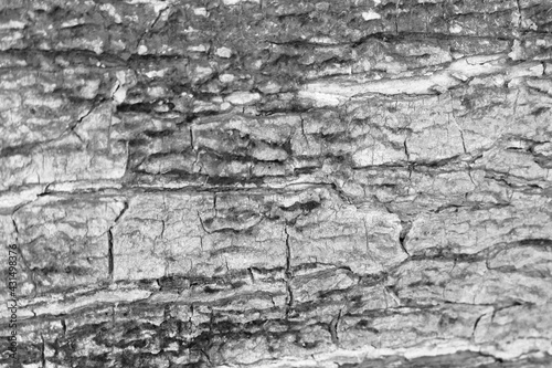old tree bark background and texture for art and graphic design
