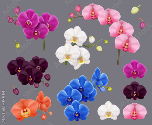 Orchid collection. Purple pink white exotic botanical flowers tropical decor plants for living or spa interior rooms decent vector realistic orchid