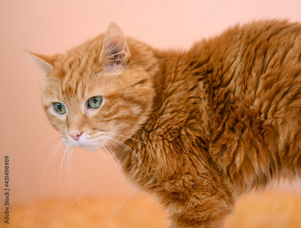 Fototapeta premium Sleepy red cat. Selective focus on eyes.