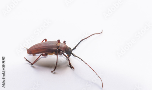 Brown Prionid beetle ( Orthosoma brunneum) photo