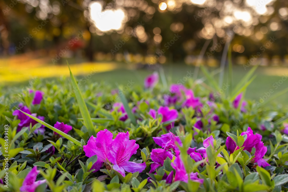 Flores roxas em primeiro plano sob o gramado verde com plano de fundo desfocado Flores roxas em primeiro plano sob o gramado verde com plano de fundo desfocado