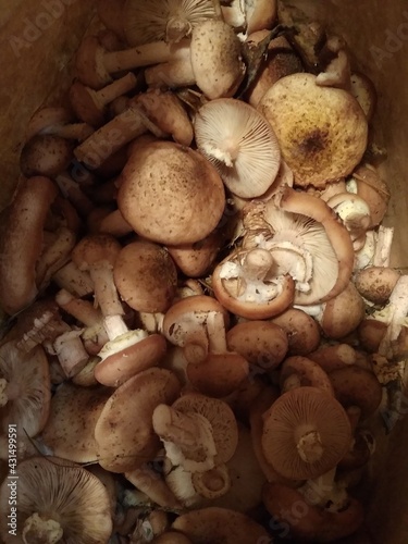 porcini mushrooms inside the basket photomacro photography photo