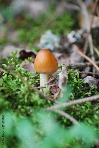 small mushroom in the grass macro photography