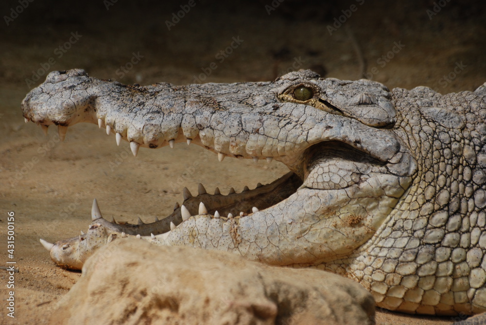 Obraz premium crocodile