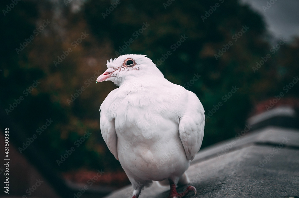 white pigeon white pigeon