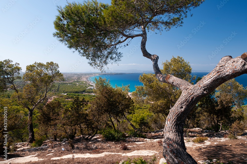 Panoramic view from El Mirador, of the trees and the coast of the island of Formentera. Concept of travel, tourism, and nature Panoramic view from El Mirador, of the trees and the coast of the island of Formentera. Concept of travel, tourism, and nature