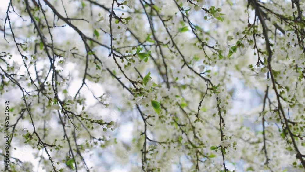 Spring or summer clear sunny blue sky with soft morning sunlight and natural bokeh of defocused blooming with white delicate flowers branches of fruit trees growing outdoors. Abstract 4k background Spring or summer clear sunny blue sky with soft morning sunlight and natural bokeh of defocused blooming with white delicate flowers branches of fruit trees growing outdoors. Abstract 4k background