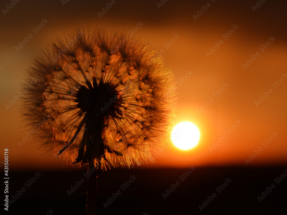 The silhouette of a dandelion on the background of the setting sun. Copy space for text.