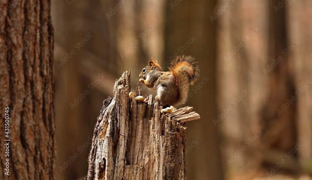 The American red squirrel (Tamiasciurus hudsonicus) known as the pine squirrel, North American red squirrel and chickaree.