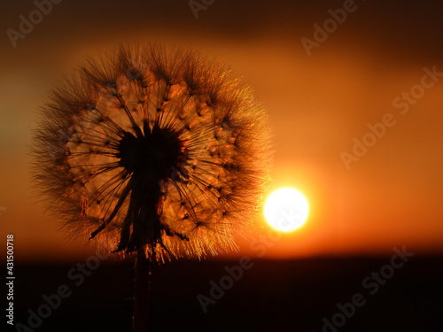 The silhouette of a dandelion on the background of the setting sun. Copy space for text.
