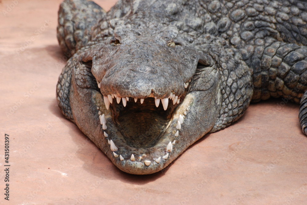 Fototapeta premium crocodile