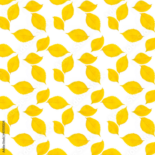 Pattern autumn leaf on white background