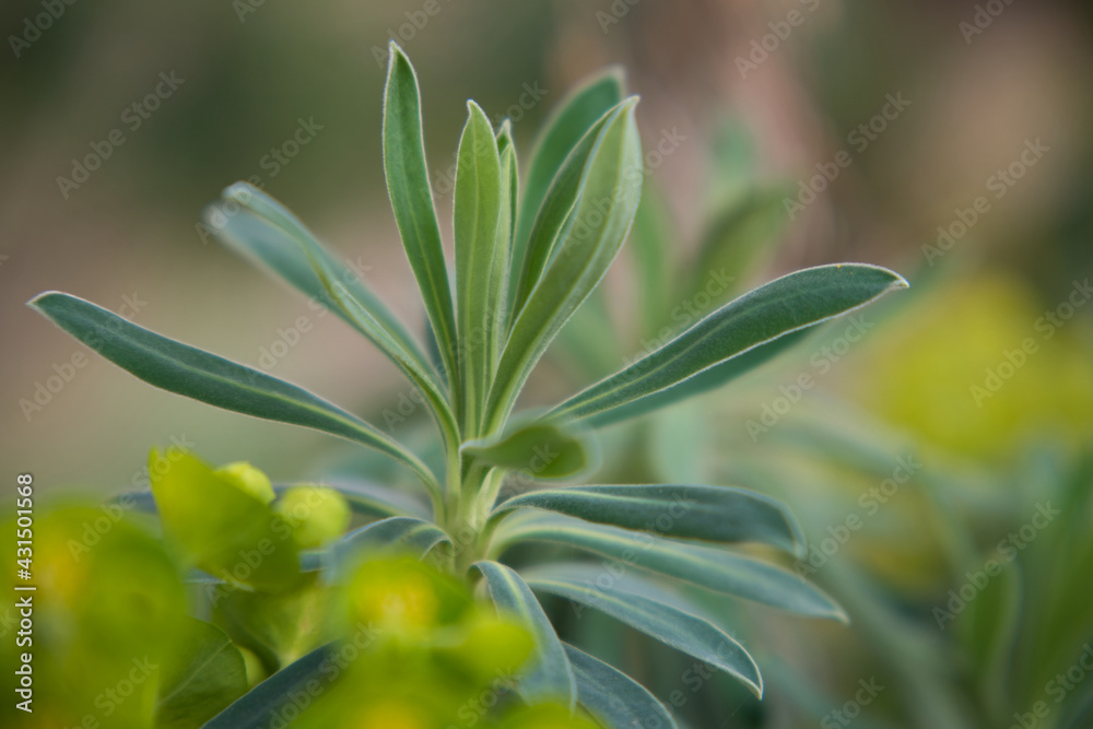 ボタニカルな植物 ボタニカルな植物