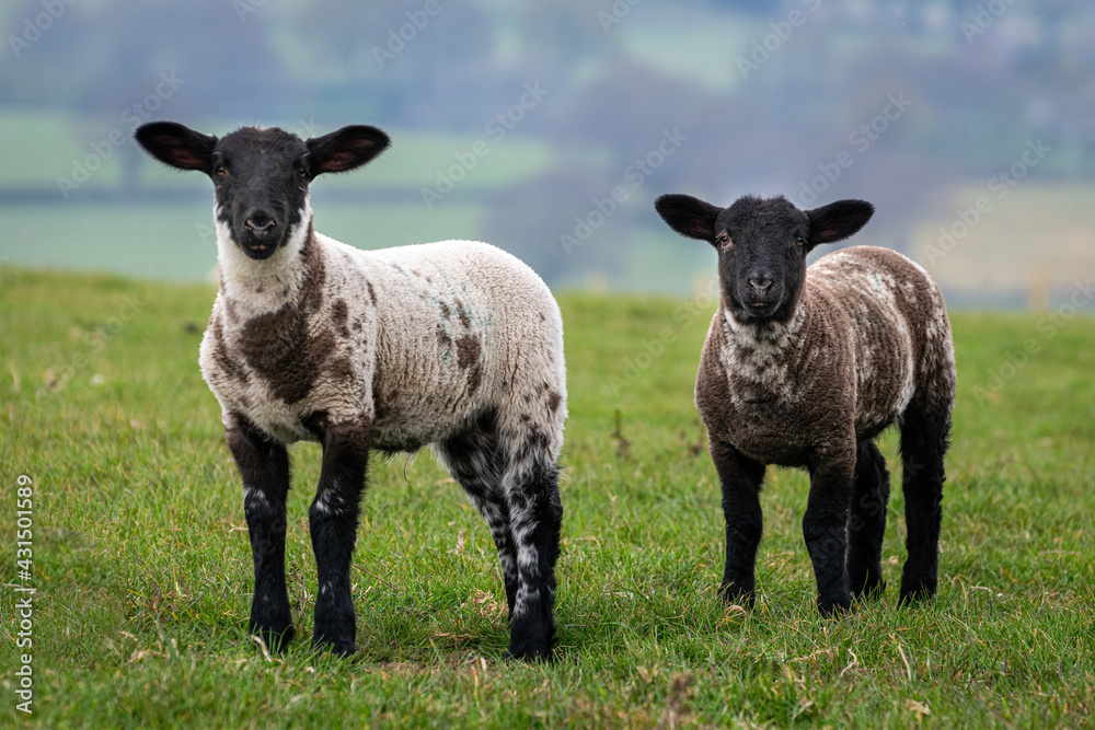 Two lambs in a meadow