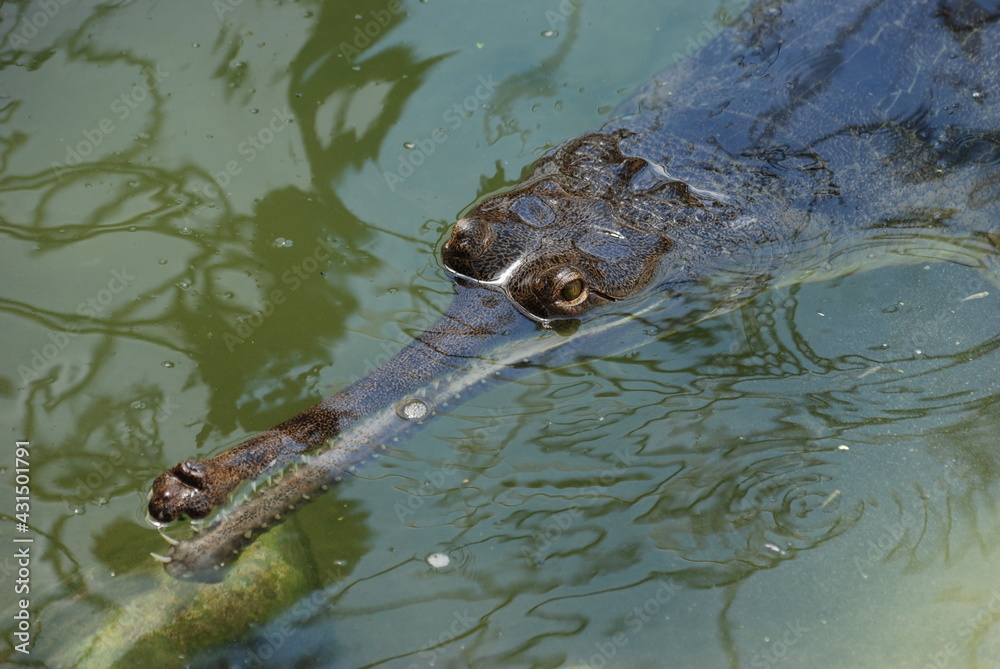 crocodile crocodile