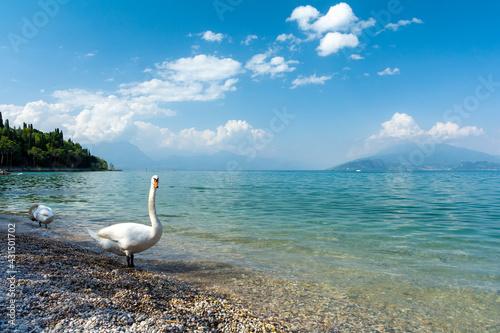 amazing beach on Lake garda in Italy with swan