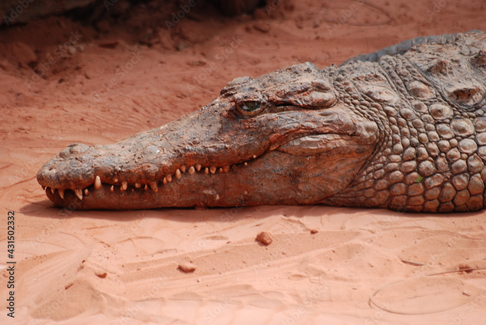 Obraz premium crocodile