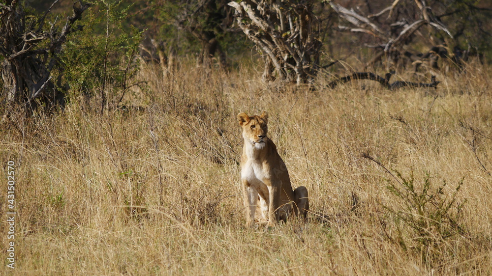 Löwin in der Savanne Tansanias