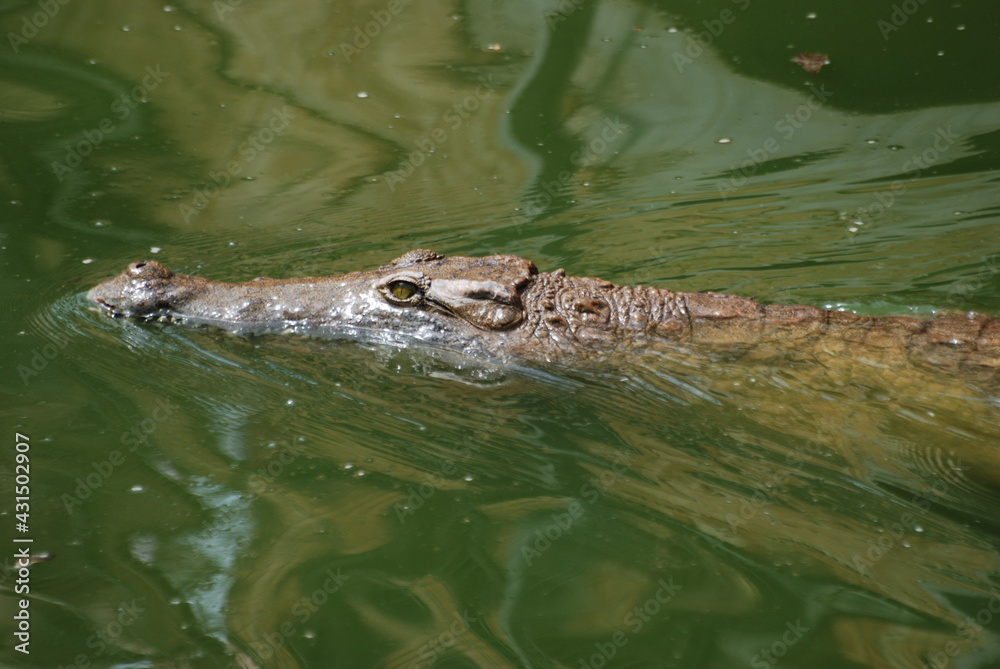 crocodile crocodile