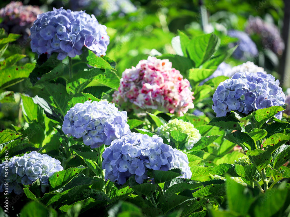 Beautiful hydrangea flower blooming in spring and summer garden. Beautiful hydrangea flower blooming in spring and summer garden.