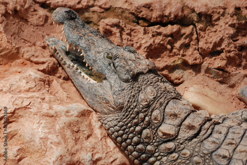 Fototapeta premium crocodile