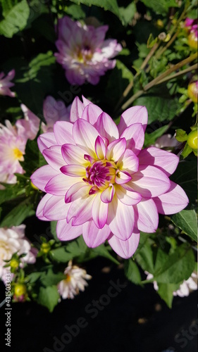 Pink and white dahlia