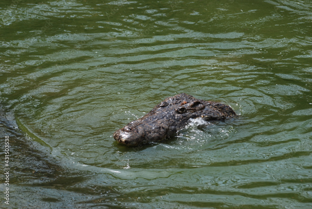 Fototapeta premium crocodile