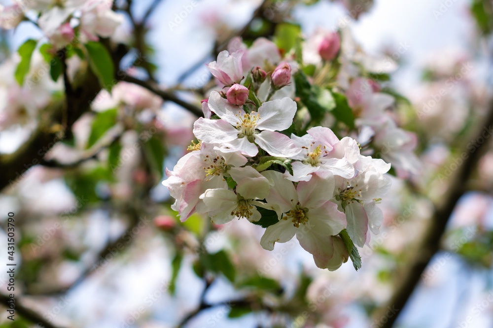 Obraz premium Apfelblüte