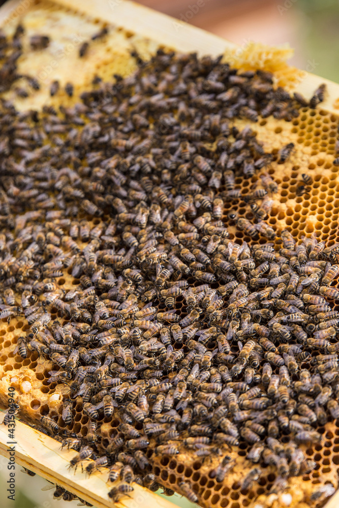 Apiculture