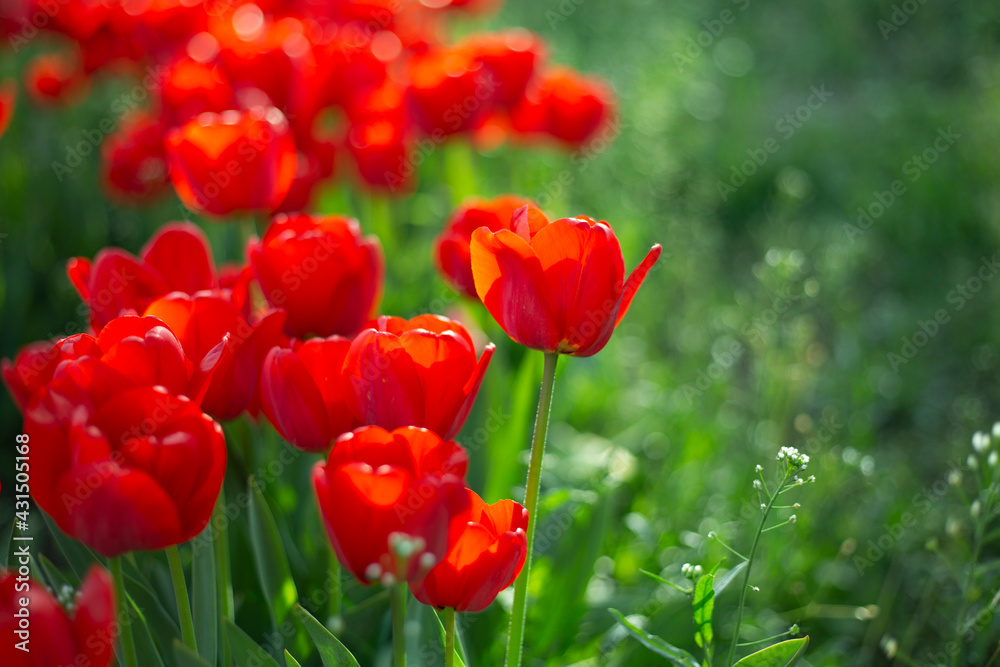 Fototapeta premium red tulips in the garden
