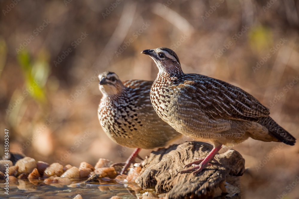 Two Crested Francolin standing at waterhole in Kruger National park, South Africa ; Specie Dendroperdix sephaena family of Phasianidae Two Crested Francolin standing at waterhole in Kruger National park, South Africa ; Specie Dendroperdix sephaena family of Phasianidae