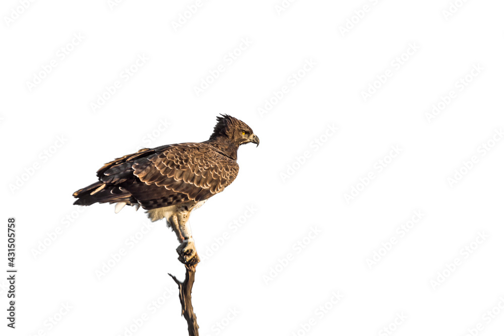 Martial Eagle perched isolated in white background in Kruger National park, South Africa ; Specie Polemaetus bellicosus family of Accipitridae Martial Eagle perched isolated in white background in Kruger National park, South Africa ; Specie Polemaetus bellicosus family of Accipitridae